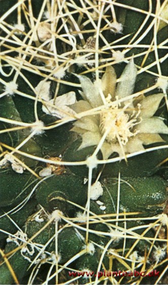 Fuglerede-mammillaria - Pseudomammillaria camptotricha