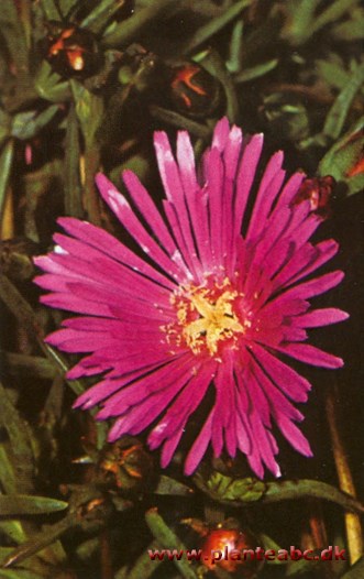 Isblomst - solstråle - middagsblomst - Lampranthus blandus