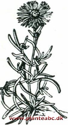 Isblomst - solstråle - middagsblomst - Lampranthus blandus