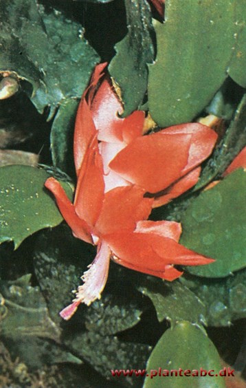 Julekaktus - Zygocactus truncatus