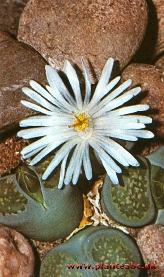 Levende kiselsten - Lithops salicola