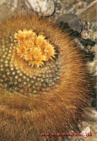 Pindsvinekaktus - Parodia chrysacanthion