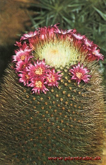 Tornet vortekaktus - Mammillaria spinosissima